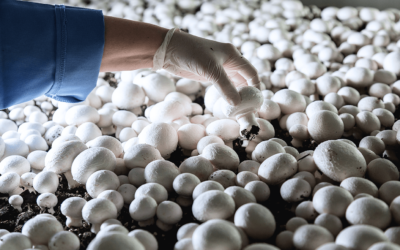 Mushroom Farm Faces $74,000 in Penalties for DOL Violations