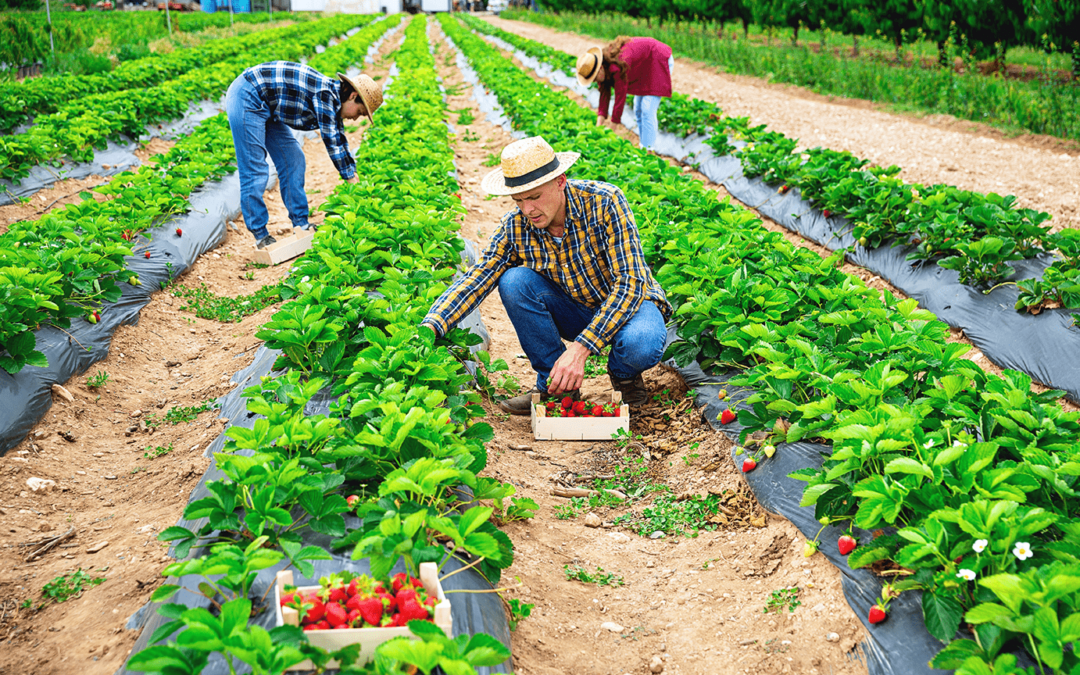 Farm Labor Contractor to Pay Over $1 Million in Back Wages and Penalties for DOL Violations